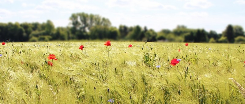 Foto: Feld mit Weizen