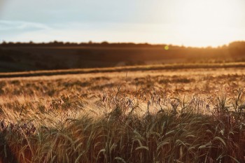 2019 - Klimabilanz ausgewählter Lebensmittel