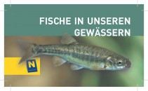 Fische in unseren Gewässern