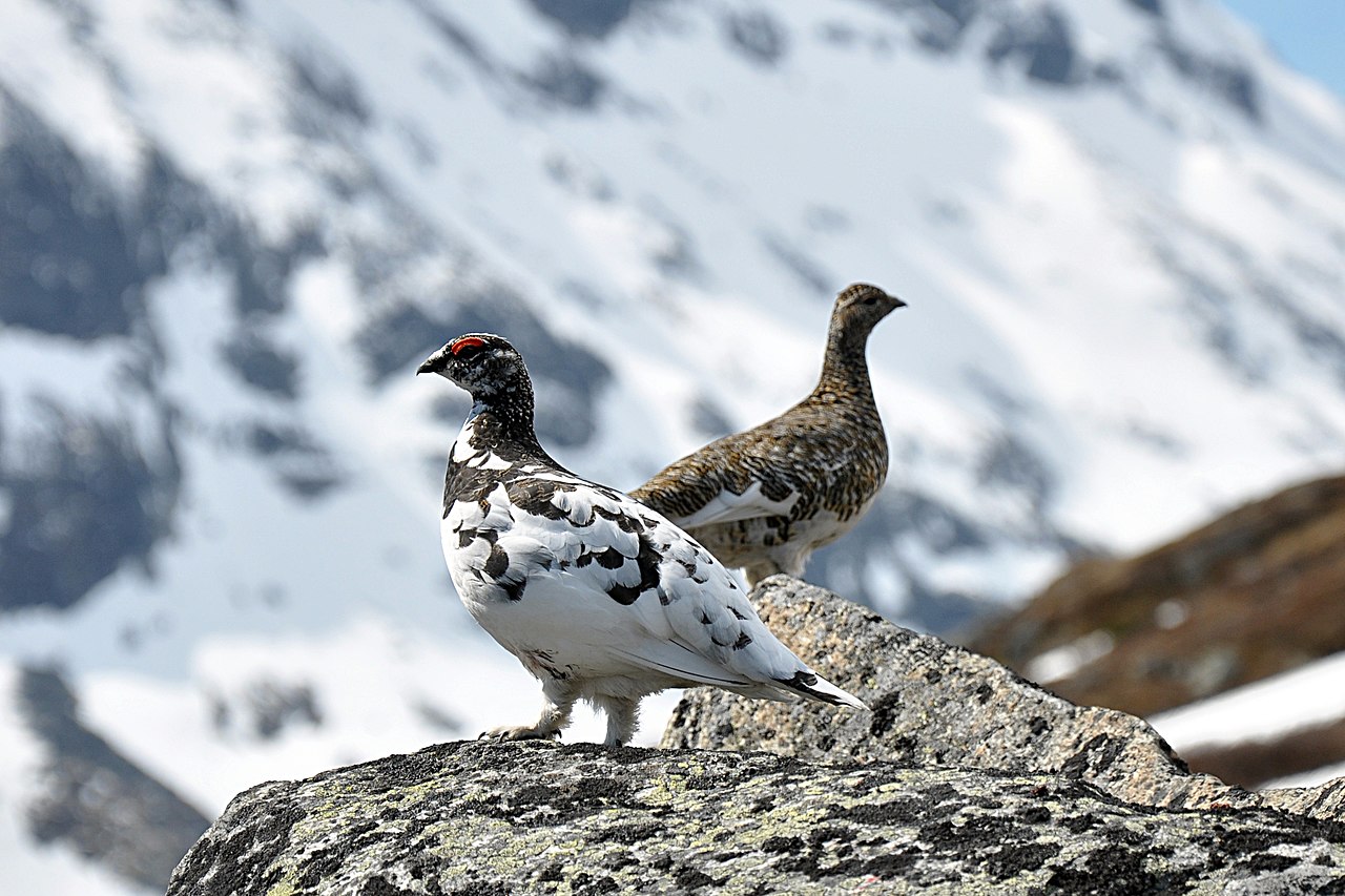 Alpenschneehuhn