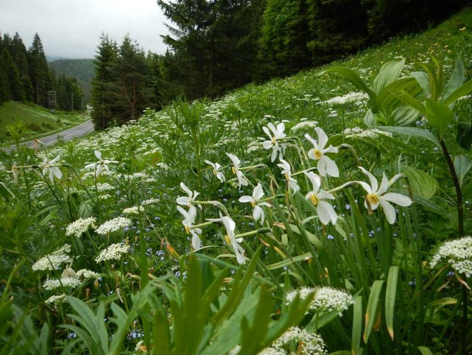 Eine Bergmähwiese