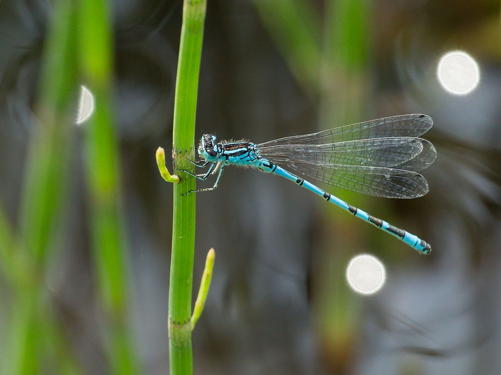 Männchen der Vogel-Azurjungfer (Coenagrion ornatum)