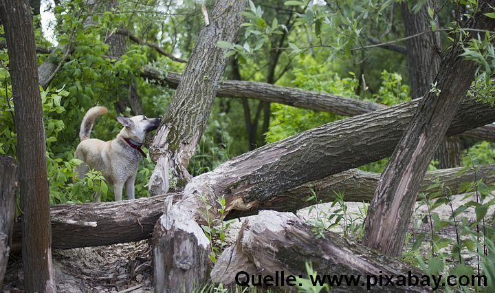 Hund im Wald