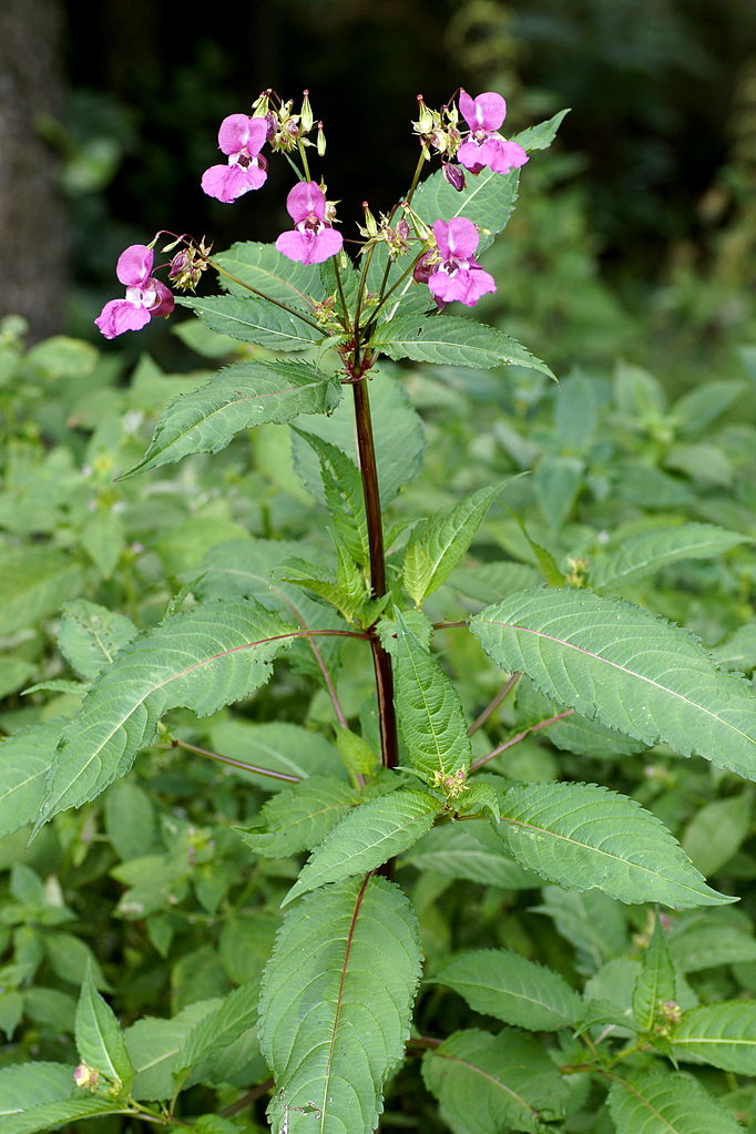 Drüsiges Springkraut