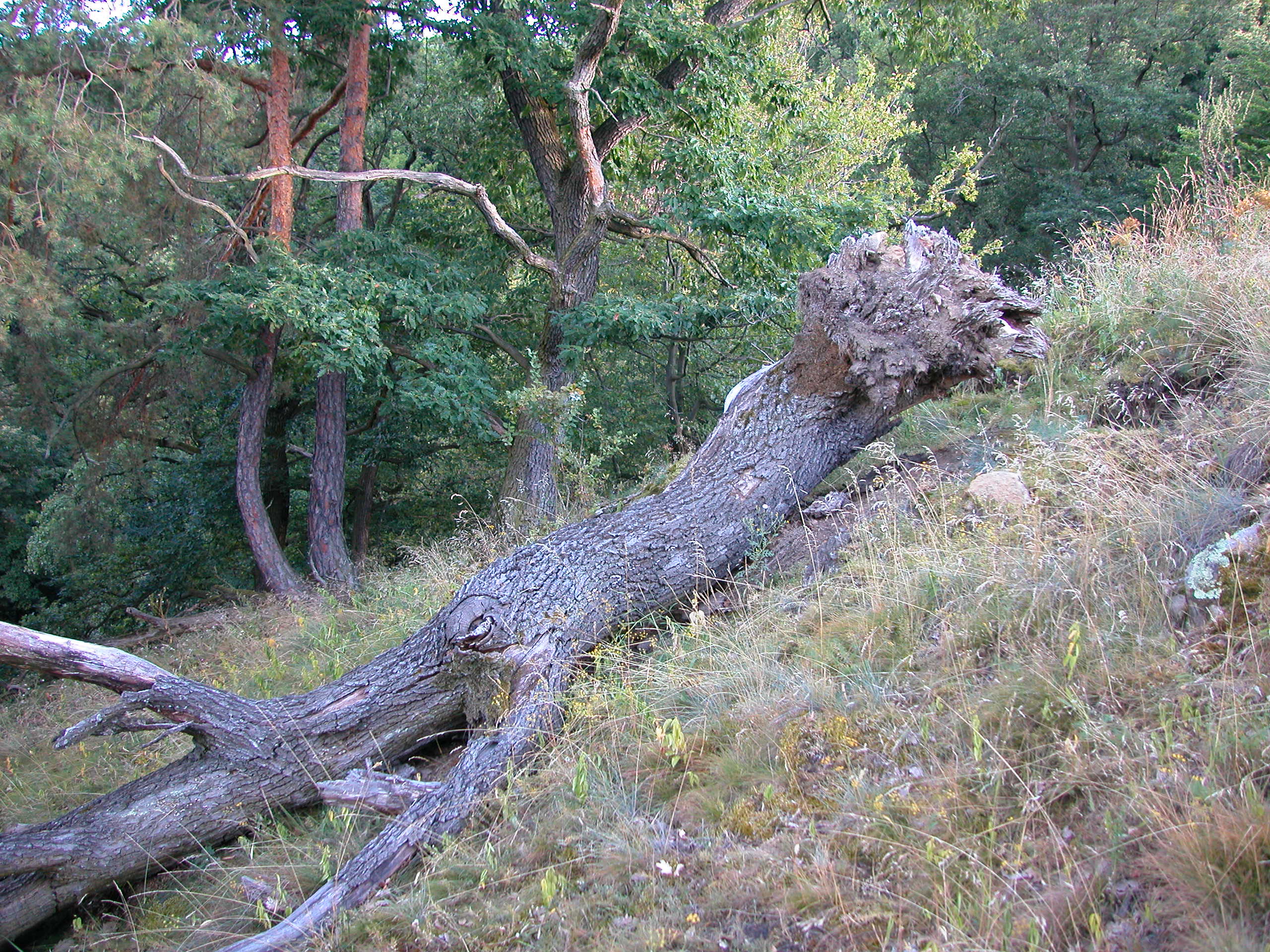 Totholz am Gochelberg