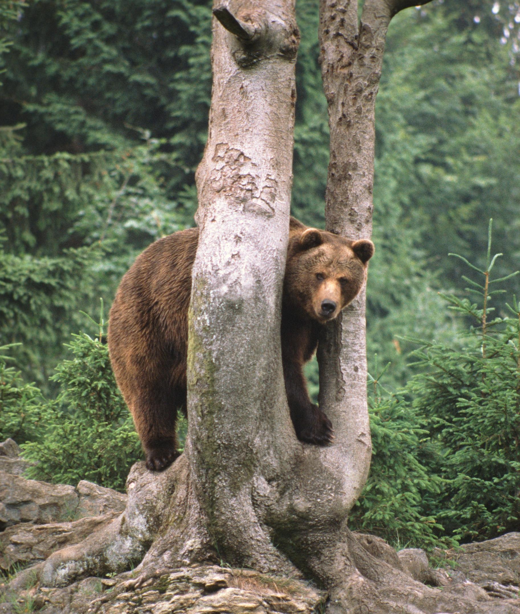 Braunbär zwischen zwei Bäumen